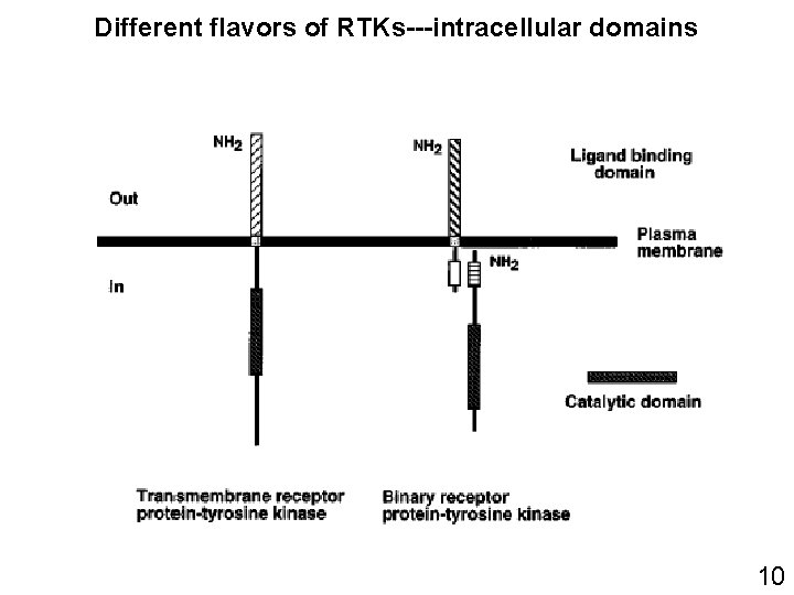 Different flavors of RTKs---intracellular domains 10 Different flavors of RTKs---intracellular domains 10