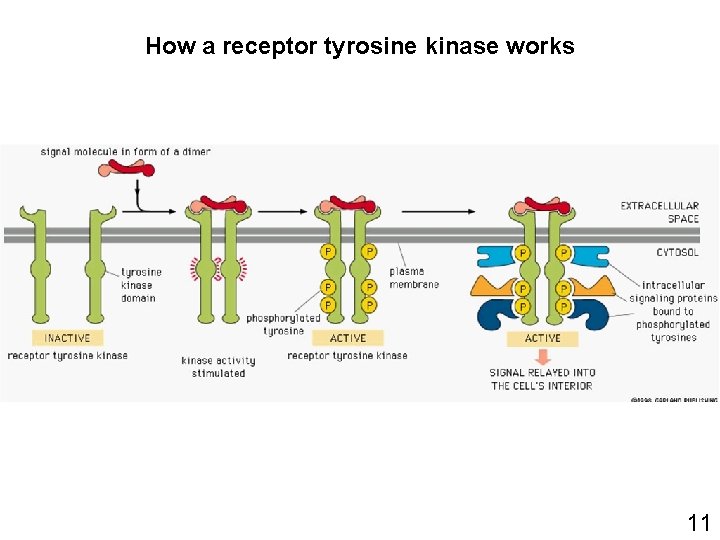 How a receptor tyrosine kinase works 11 How a receptor tyrosine kinase works 11