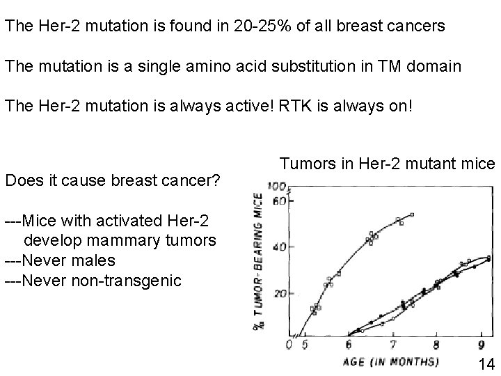 The Her-2 mutation is found in 20 -25% of all breast cancers The mutation The Her-2 mutation is found in 20 -25% of all breast cancers The mutation