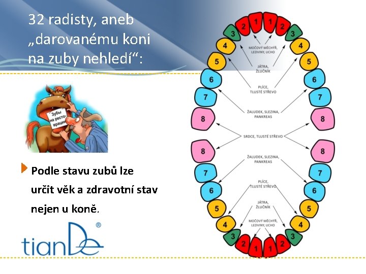 32 radisty, aneb „darovanému koni na zuby nehledí“: Podle stavu zubů lze určit věk