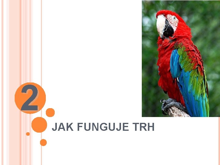 2 JAK FUNGUJE TRH 