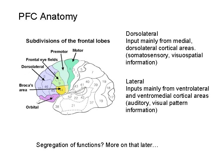 PFC Anatomy Dorsolateral Input mainly from medial, dorsolateral cortical areas. (somatosensory, visuospatial information) Lateral