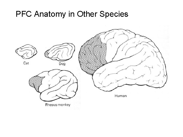 PFC Anatomy in Other Species 