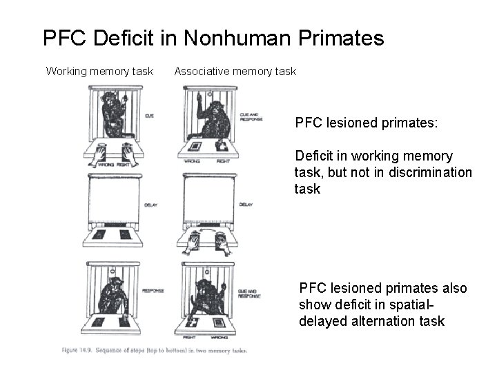 PFC Deficit in Nonhuman Primates Working memory task Associative memory task PFC lesioned primates: