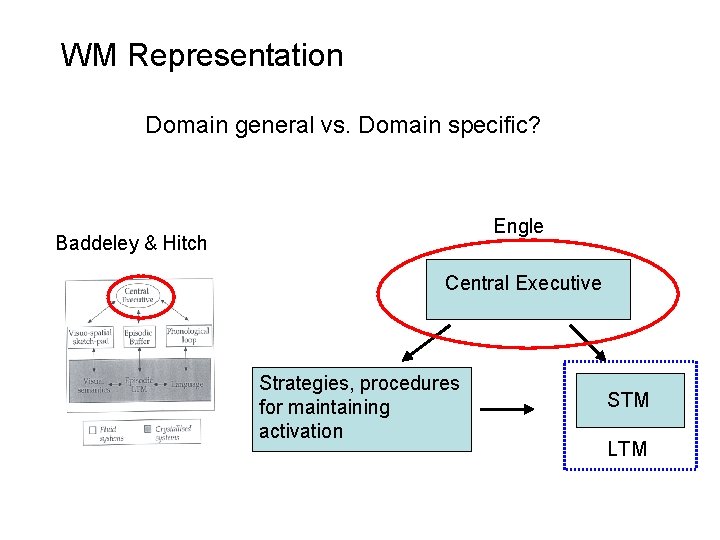 WM Representation Domain general vs. Domain specific? Engle Baddeley & Hitch Central Executive Strategies,