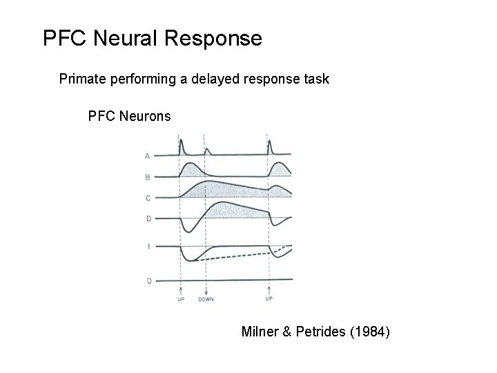 PFC Neural Response Primate performing a delayed response task PFC Neurons Milner & Petrides