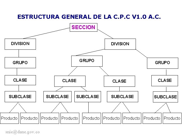 ESTRUCTURA GENERAL DE LA C. P. C V 1. 0 A. C. SECCION DIVISION