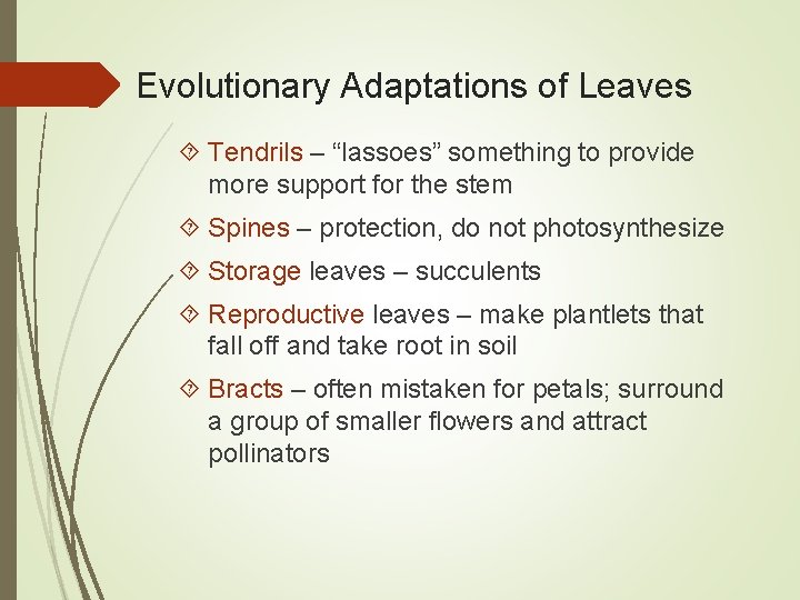 Evolutionary Adaptations of Leaves Tendrils – “lassoes” something to provide more support for the