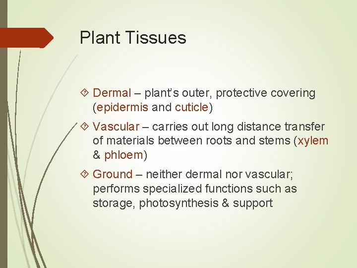 Plant Tissues Dermal – plant’s outer, protective covering (epidermis and cuticle) Vascular – carries
