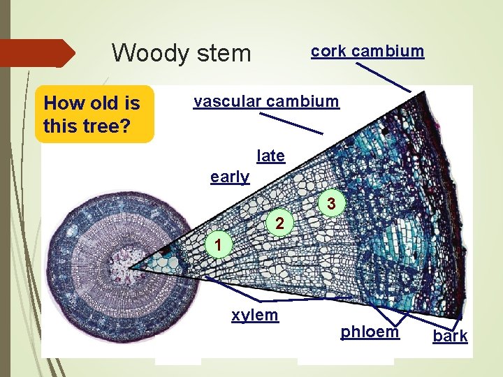 Woody stem How old is this tree? cork cambium vascular cambium late early 3