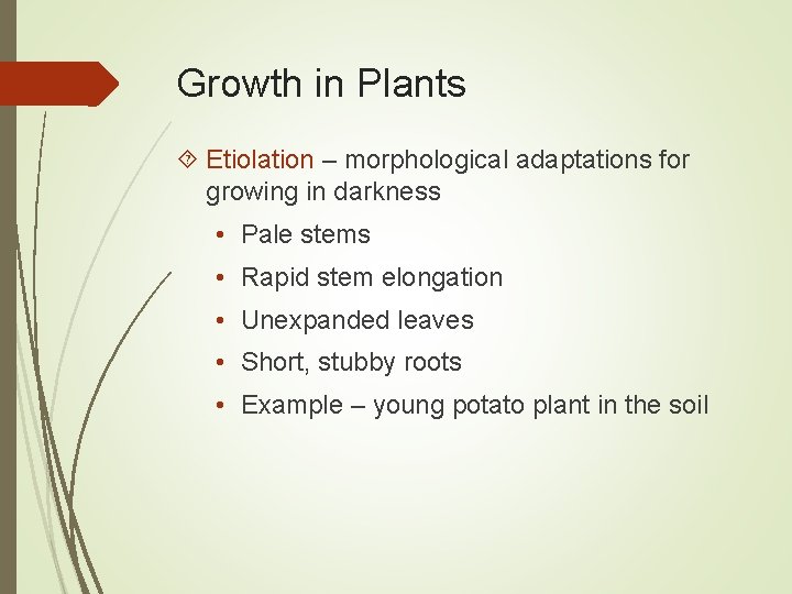 Growth in Plants Etiolation – morphological adaptations for growing in darkness • Pale stems