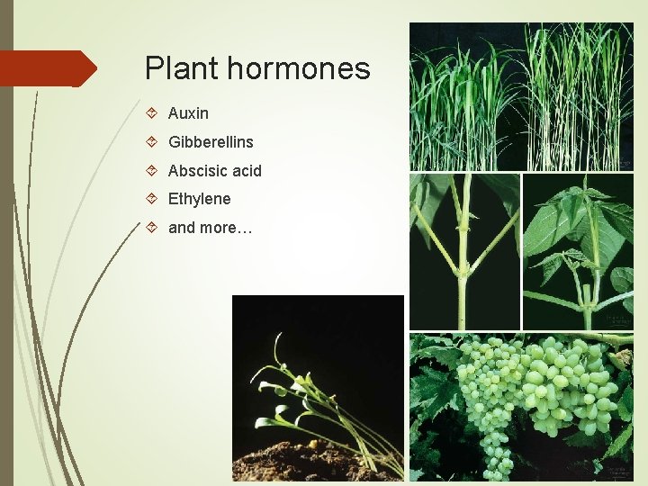 Plant hormones Auxin Gibberellins Abscisic acid Ethylene and more… 