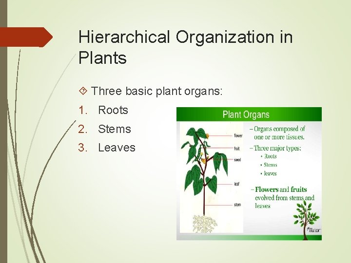Hierarchical Organization in Plants Three basic plant organs: 1. Roots 2. Stems 3. Leaves
