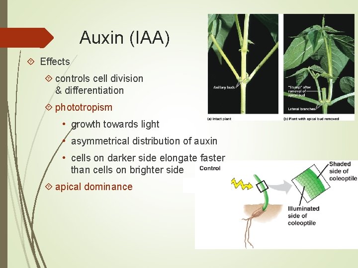 Auxin (IAA) Effects controls cell division & differentiation phototropism • growth towards light •