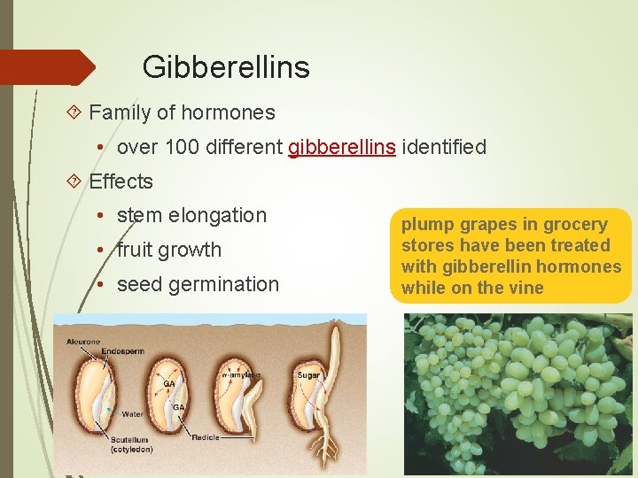 Gibberellins Family of hormones • over 100 different gibberellins identified Effects • stem elongation