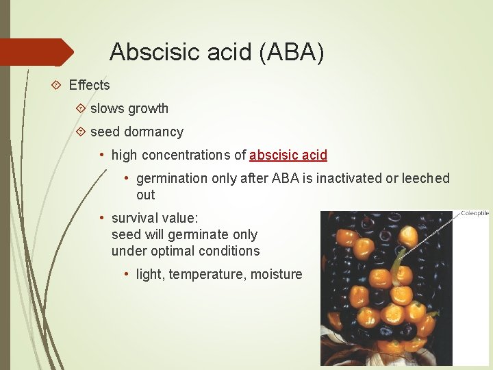 Abscisic acid (ABA) Effects slows growth seed dormancy • high concentrations of abscisic acid