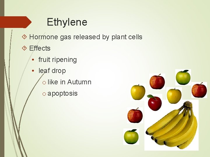 Ethylene Hormone gas released by plant cells Effects • fruit ripening • leaf drop