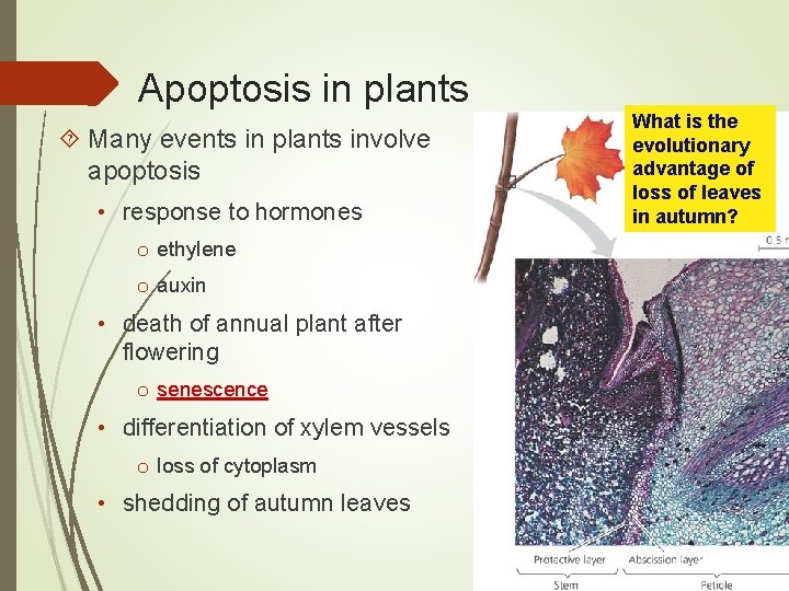 Apoptosis in plants Many events in plants involve apoptosis • response to hormones o
