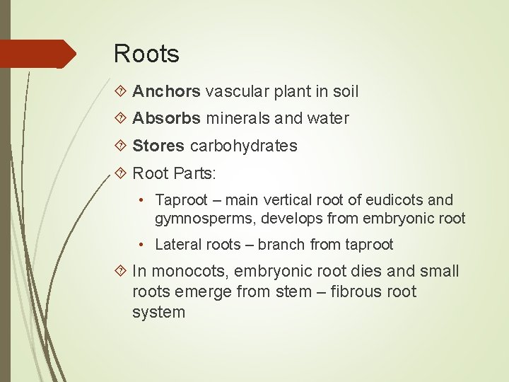 Roots Anchors vascular plant in soil Absorbs minerals and water Stores carbohydrates Root Parts: