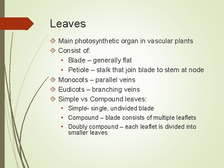 Leaves Main photosynthetic organ in vascular plants Consist of: • Blade – generally flat