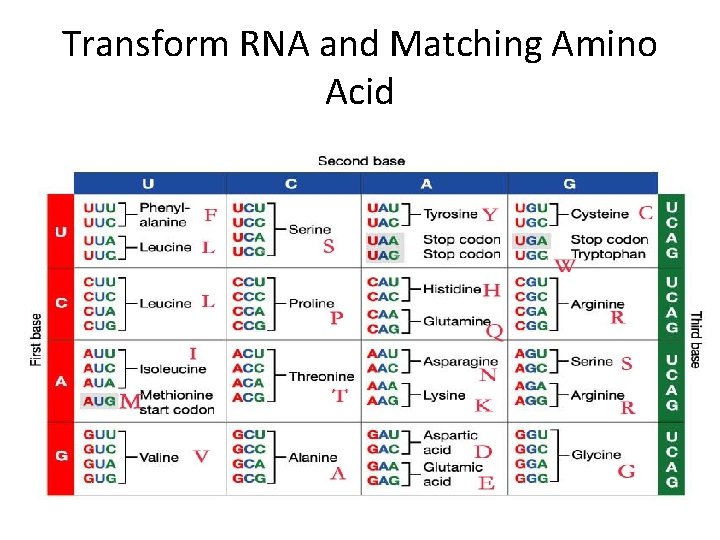 Transform RNA and Matching Amino Acid 