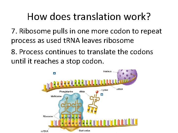 How does translation work? 7. Ribosome pulls in one more codon to repeat process