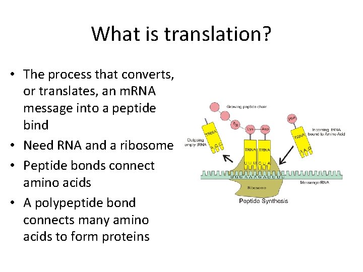What is translation? • The process that converts, or translates, an m. RNA message