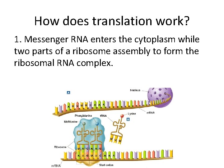 How does translation work? 1. Messenger RNA enters the cytoplasm while two parts of