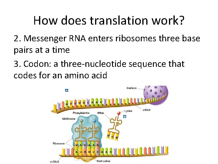 How does translation work? 2. Messenger RNA enters ribosomes three base pairs at a