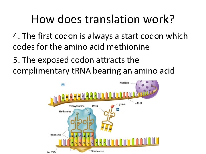 How does translation work? 4. The first codon is always a start codon which