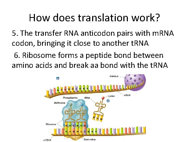 How does translation work? 5. The transfer RNA anticodon pairs with m. RNA codon,