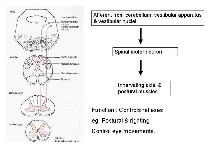 Afferent from cerebellum, vestibular apparatus & vestibular nuclei Spinal motor neuron Innervating axial &