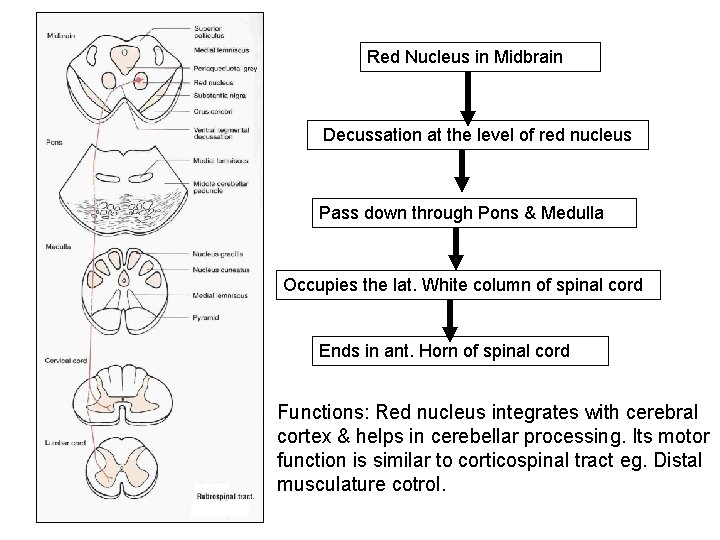 Red Nucleus in Midbrain Decussation at the level of red nucleus Pass down through