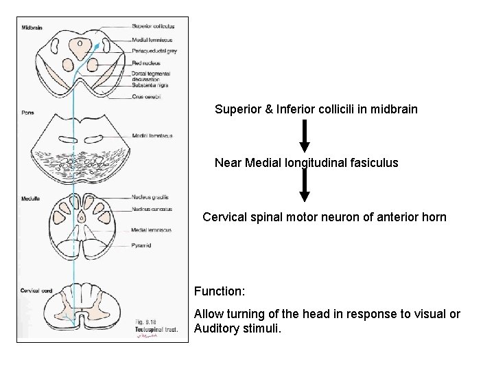 Superior & Inferior collicili in midbrain Near Medial longitudinal fasiculus Cervical spinal motor neuron