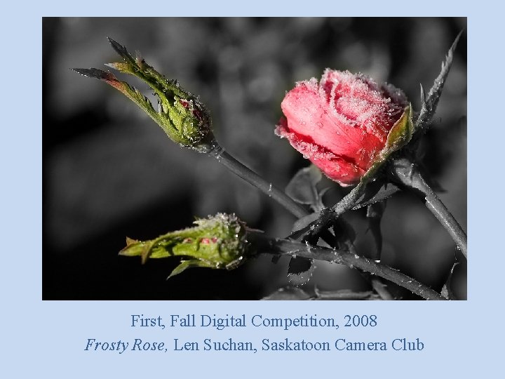 First, Fall Digital Competition, 2008 Frosty Rose, Len Suchan, Saskatoon Camera Club 