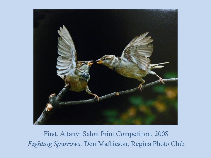 First, Attanyi Salon Print Competition, 2008 Fighting Sparrows, Don Mathieson, Regina Photo Club 
