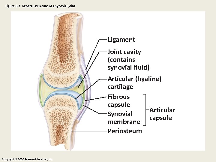 Figure 8. 3 General structure of a synovial joint. Ligament Joint cavity (contains synovial