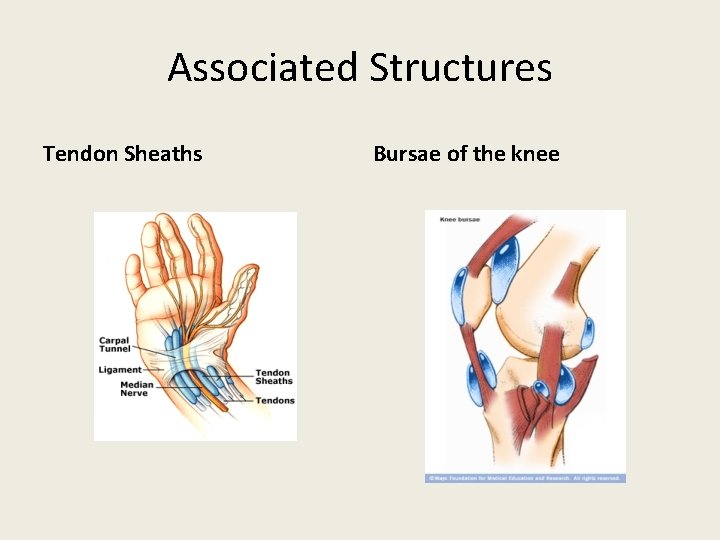 Associated Structures Tendon Sheaths Bursae of the knee 