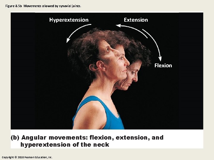 Figure 8. 5 b Movements allowed by synovial joints. Hyperextension Extension Flexion (b) Angular