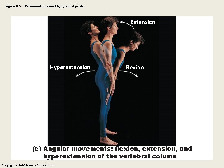 Figure 8. 5 c Movements allowed by synovial joints. Extension Hyperextension Flexion (c) Angular