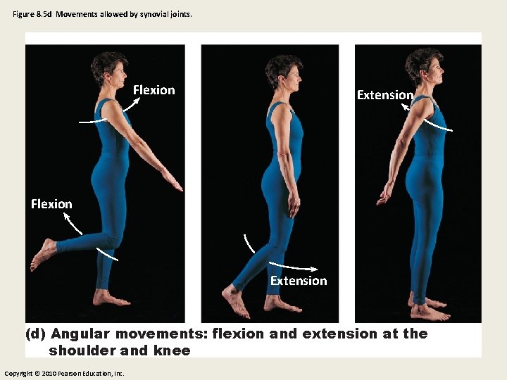 Figure 8. 5 d Movements allowed by synovial joints. Flexion Extension (d) Angular movements: