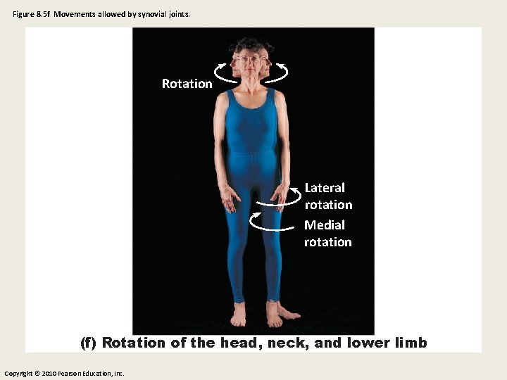 Figure 8. 5 f Movements allowed by synovial joints. Rotation Lateral rotation Medial rotation