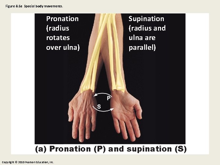 Figure 8. 6 a Special body movements. Pronation (radius rotates over ulna) Supination (radius