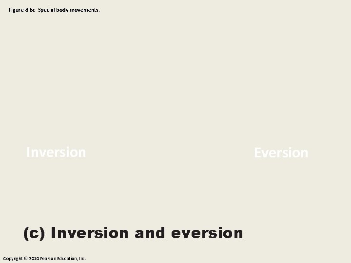 Figure 8. 6 c Special body movements. Inversion (c) Inversion and eversion Copyright ©