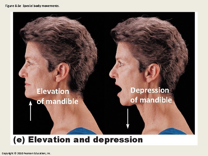 Figure 8. 6 e Special body movements. Elevation of mandible Depression of mandible (e)
