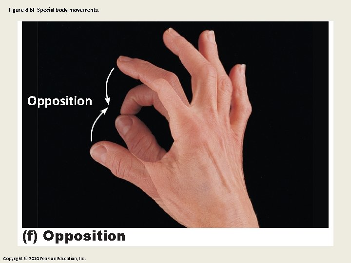 Figure 8. 6 f Special body movements. Opposition (f) Opposition Copyright © 2010 Pearson