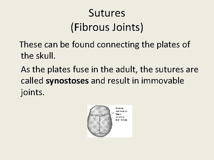 Sutures (Fibrous Joints) These can be found connecting the plates of the skull. As