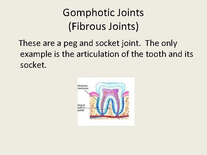 Gomphotic Joints (Fibrous Joints) These are a peg and socket joint. The only example