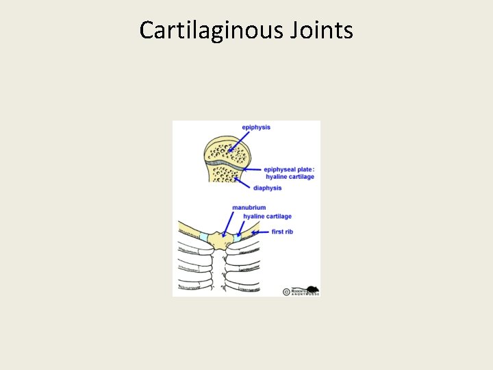 Cartilaginous Joints 