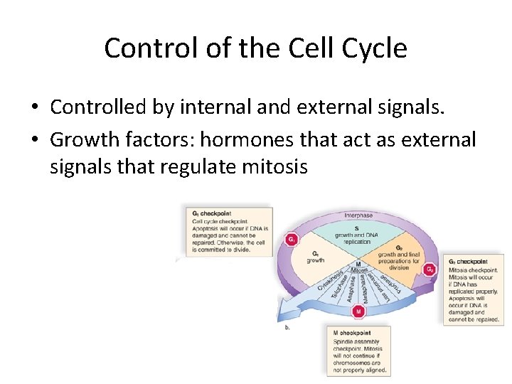 Control of the Cell Cycle • Controlled by internal and external signals. • Growth